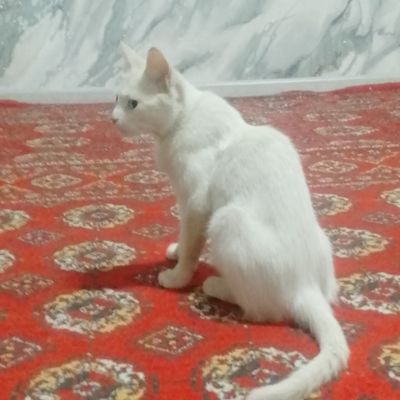 Mushaklar bepul beriladi