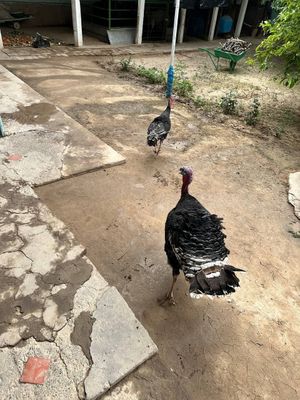 Куркалар сотилади. Соглом.