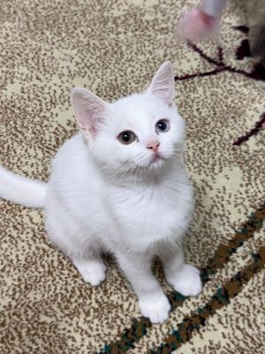 Котята Скоттиш страйт мальчик