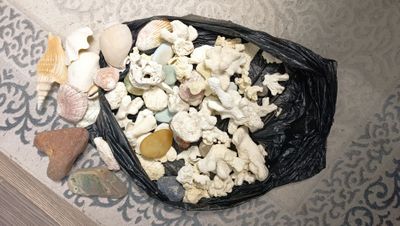 Продам кораллы,ракушки