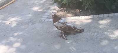 Srochna Kaptar sotiladi Голуб