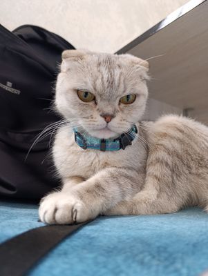 кошка породистая