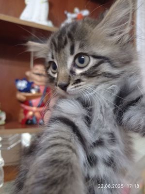 Котик мальчик в надёжные и любящие руки