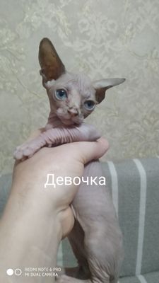 Продается кошка Сфинкс
