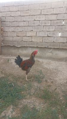 Dakan xoroz. Asil xoʻroz (arab, fors)