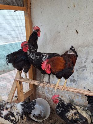 Jaydari xorozlar