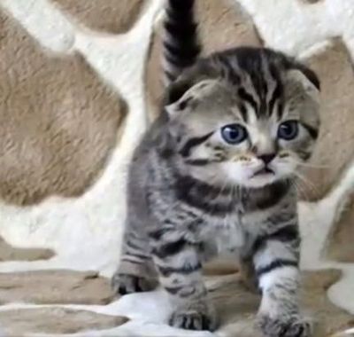 Вислоухий котенок