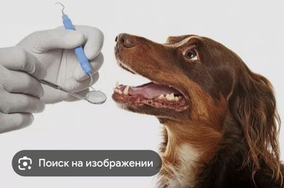Ветеринар 24/7 работаем на выезд