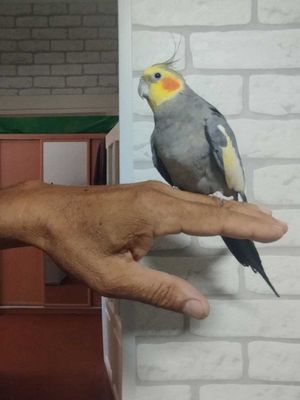 Корелла попугай, ручной домашний