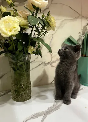 Scottish fold mushuk sotiladi 6oylik erkak