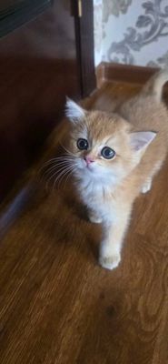 Продам британский золотистый шиншила