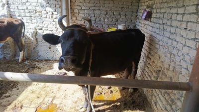 Ona bola boʻgʻoz sigir oladiganlar yuvosh