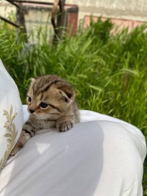 Котята веслоухие