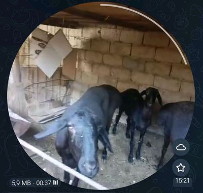 Ona bola qoʻylar sotiladi