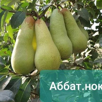 nok kochatmiz