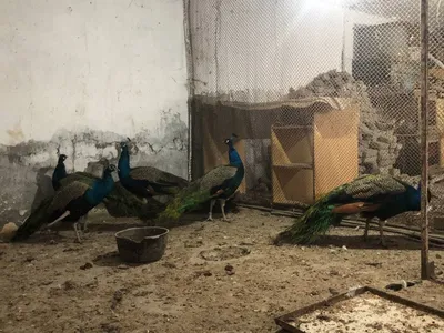 Товуслар сотилади