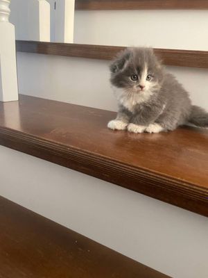 продаётся вислоухий кот