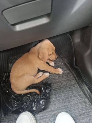 Kuchuk sotiladi arkak hamma narsa yidi