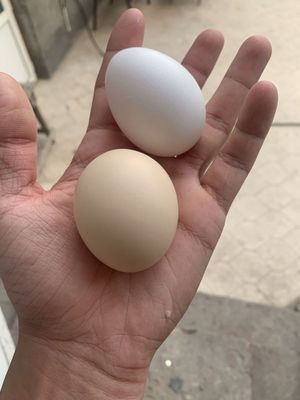 Домашние куриные яйца. Uy qurilishi tovuq tuxumlari.