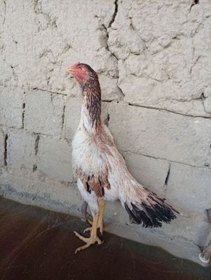 Dakan tovuq sotiladi