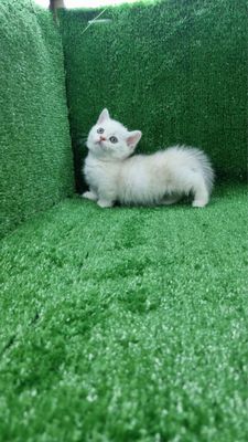 Продается котёнок порода маечкин