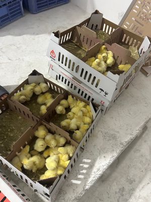 Бройлер жужалар Самарканд Шахар