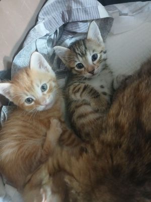 Оттдадим миленьких котят в добрые руки