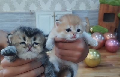 Продам котят от правильной вязки,