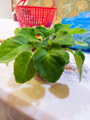 Продам фиалки фиолетого цвета