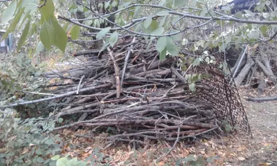 Дрова фруктовые деревья ,тополя