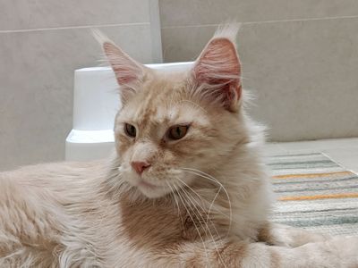 Кот Мейн кун