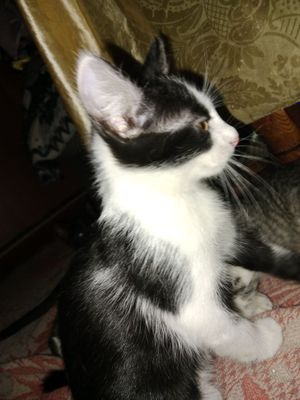 котёнок мальчики маленькие чорно белие отдам в хорошем людям которые б