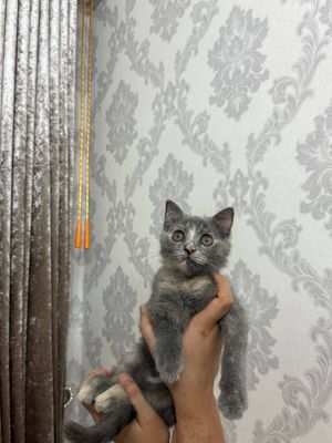 Кошка маленькая с прививками