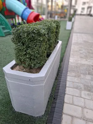 Manzarali gullar sotiladi Toshken shahar bo'ylab yekazib berish bepul