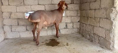 Кучкорлар сотилади