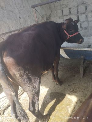Sifatli buqalar sotiladi