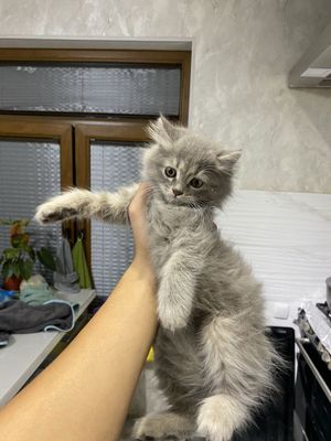 Кошка скотиш страйт