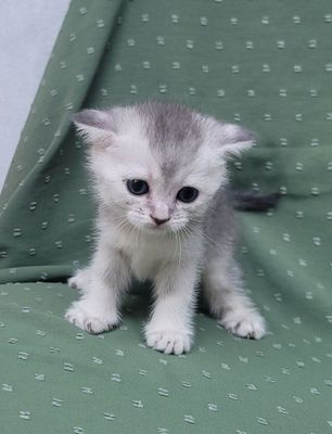 Продаются котята породы "Шиншилла"