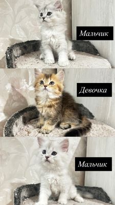 Продаются котята шиншиллы