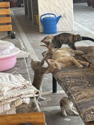 Мушук текинга берамиз