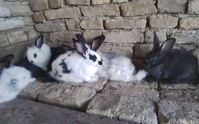 Капалак зотли куенлар сотилади 2-3+ ойлик