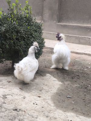 Sholk 1+2 tovuglari tuhmda