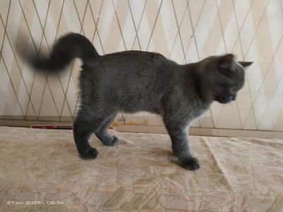 Продам котят в хорошие руки
