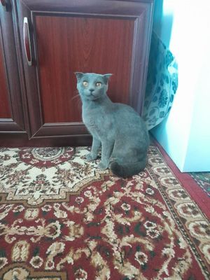 Skotsh fold sotiladi qiz bola