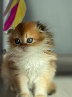 Продается плюшевый мальчик золотой шиншила