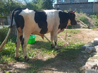 Buqa sotiladi, 1 yoshu 8 oylik.