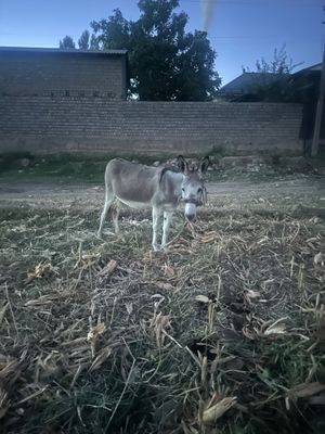 Mexnatkash eshak narxini kelishamiz