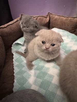 Скотиш фолд веслоушки