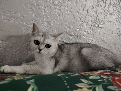 Чистокровная серебристая шиншилла