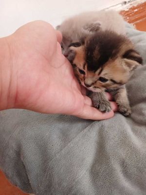 котята британская шиншила и скотиш фолд